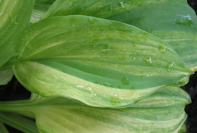 leaf - June 19, 2012