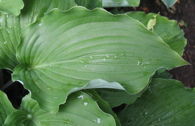 leaf - June 19, 2012