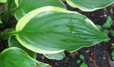 leaf June 19, 2012