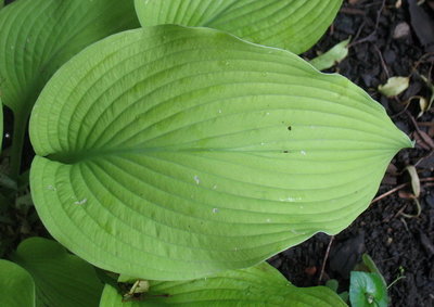 leaf June 19, 2012