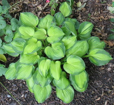 'Wylde Green Cream', June 26, 2012