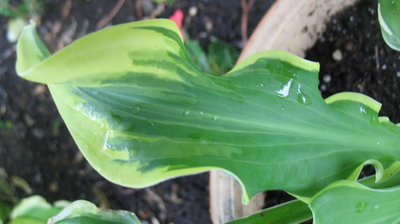 leaf June 19, 2012