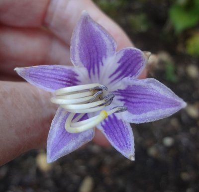 ventricosa Aureomarginata - July 2, 2012