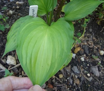 ventricosa Aureomaculata - July 2, 2012