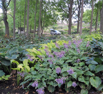 Hosta-Marilyn-Monroe-Rows.jpg