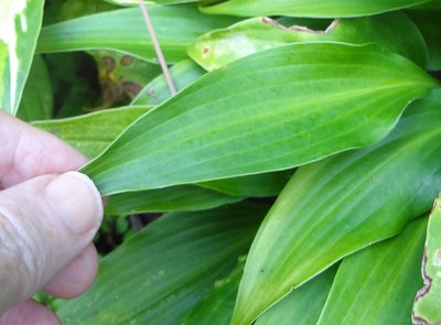 tardiflora - August 25, 2012