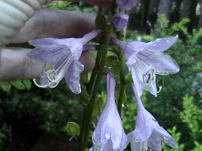 Waving Winds - July 27, 2011