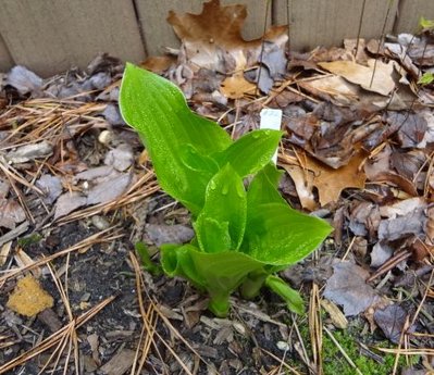 rectifolia 'Albiflora' - March 21, 2012