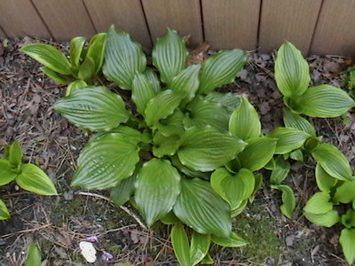 rectifolia 'Albiflora' - April 13, 2012