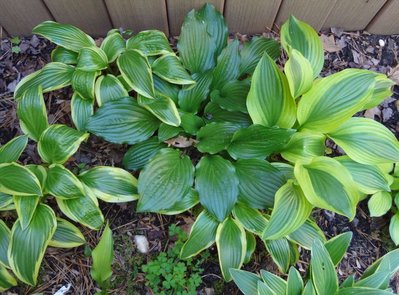 rectifolia 'Albiflora' - April 29, 2012