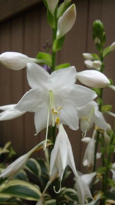 rectifolia 'Albiflora' - August 7, 2012