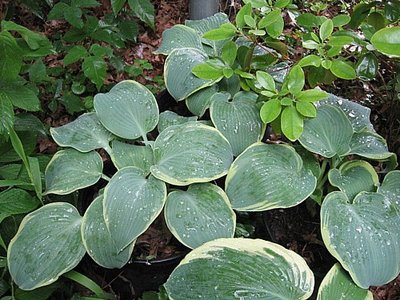 Frosted Dimples in pots, 1 month after arriving from Chris