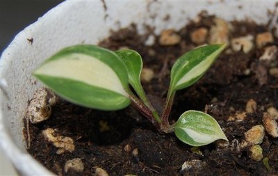 Loleta Powell seedling op12.jpg