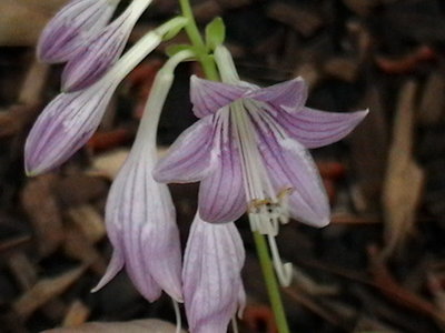 Platinum Tiara - June 25, 2009