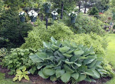 'Glen Eyeful Tower' grows nearly 40&quot; tall and the scapes reach close to 7' in height.