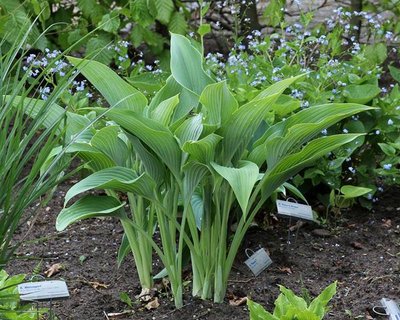 Hosta 'Phoenix'.JPG