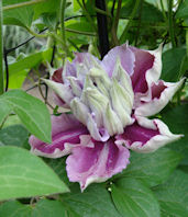 Clematis 'Vanso'