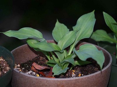 2 year old Korean Snow seedling