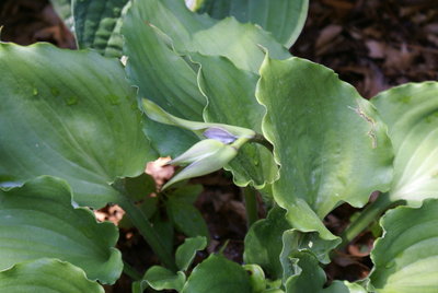 Hosta 'Candy Dish' (11)-002.JPG