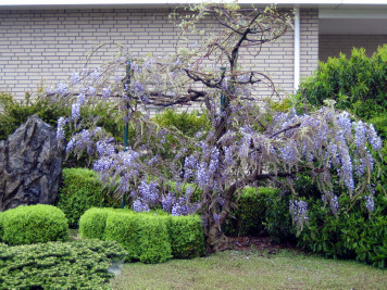 wisteria-sinensis-1st-re-bloom-2013-IMG_0652.jpg
