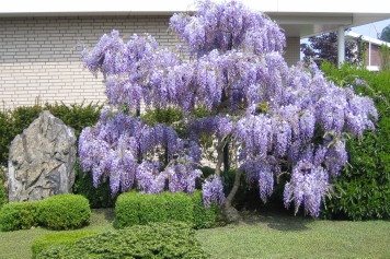 wisteria-sinensis-2011-may-small.jpg