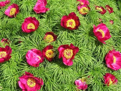 Fernleaf Peony (8) (Small) (Custom).JPG