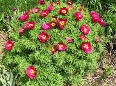 Fernleaf Peony (7) (Small) (Custom).JPG