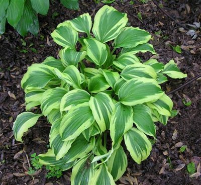 Hosta 008 (Small).JPG