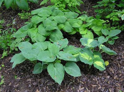 Hosta 009 (Small) (Custom).JPG