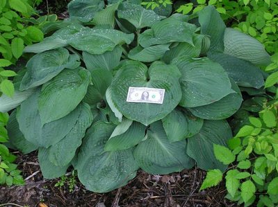 Hosta Blue Umbrellas (3) (Small).JPG