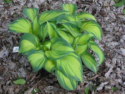 Hosta June (2) (Small).JPG