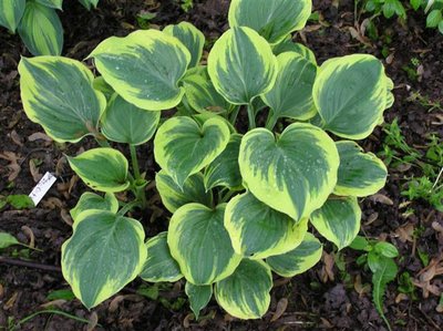 Hosta Liberty (2) (Small).JPG