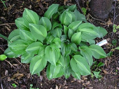 Hosta Striptease (Small).JPG