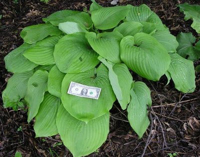 Hosta Sum & Substance (Small).JPG