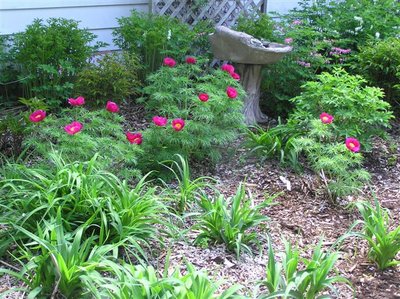 Peony 003 (Small).JPG