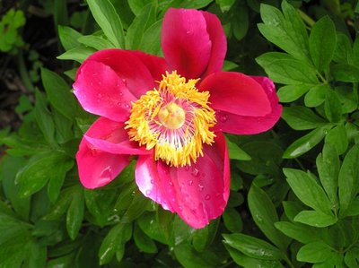 Peony Toy Delight spring 5-31-2013 (5) (Small).JPG