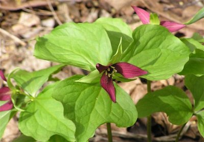 Trillium erectum (3) (Small).JPG