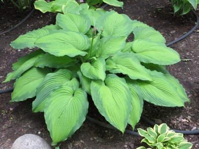 Copy of Hosta Journeys End 2013-0609-01.JPG