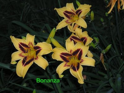 Bonanza (2) (Small).JPG