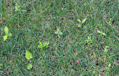 7-22-lawn-with-tree-seedlings.jpg