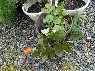 American Ginseng transplants.jpg