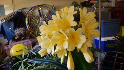 yellow Clivia Lily - April 23, 2014