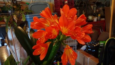 orange Clivia Lily - April 23, 2014