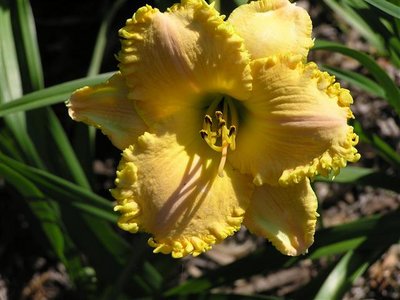 P-16-B {S-414 Annette's Magic x Wonder Of It All) X Lemon Fringed Pastel} (16) (Small).JPG