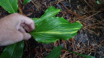 montana wild variegated - June 5, 2014