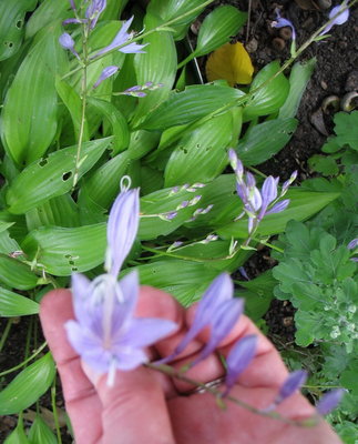 Chinese_Sunrise-140901-flowers.jpg