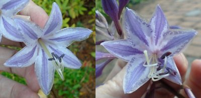 Art Wrede seedling flowers AWS 13 N-1 - 9/12 &amp; 9/19 2014