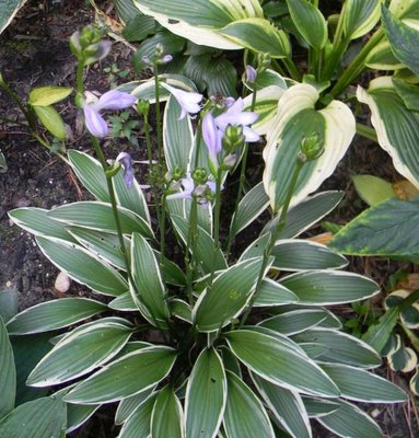 rectifolia 'Nakai' - July 28, 2011