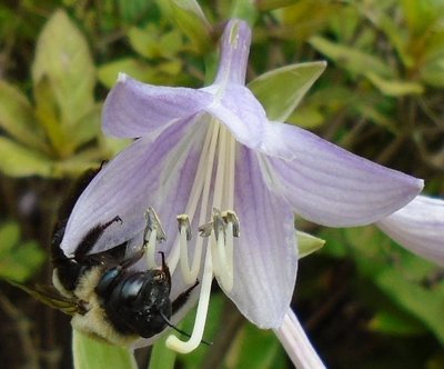 Lakeside Miss Muffett - September 19, 2014