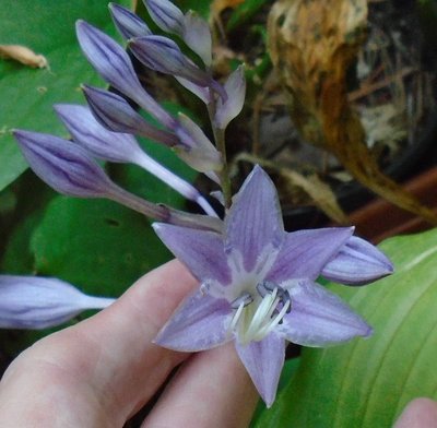 longipes hypoglauca - September 10, 2014